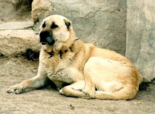 Kangal