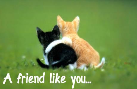 A friend like you :)