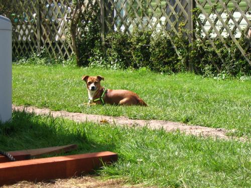 ons over buur hondje op de camping