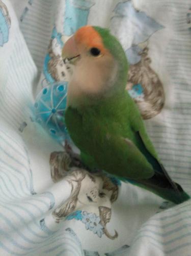 my birdy Yuki ^.^