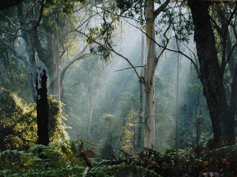 Forest Magic