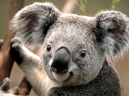 koala !!<3