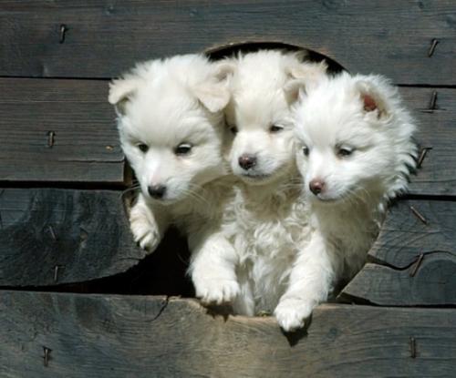 baby-cerberus