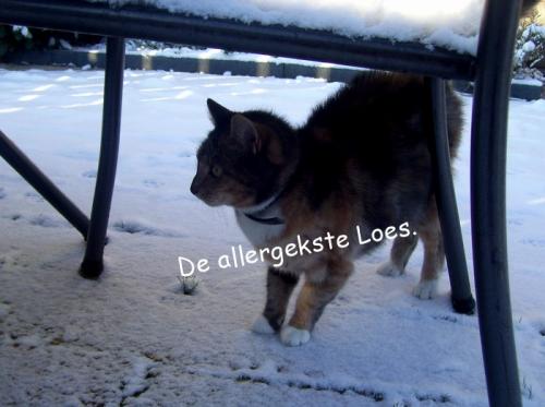 De AllergeksteLieve Loes.