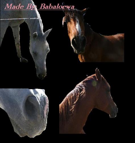 Ik heet vaak Babaloewa,, foutje xD             The whithe horse is Spirit - het voskleurige paard is Star of the Thunder - het bruine paard met bles is Thera