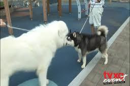 de honden van Yunho & Jaejoong