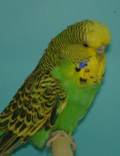 groen en geel vogels