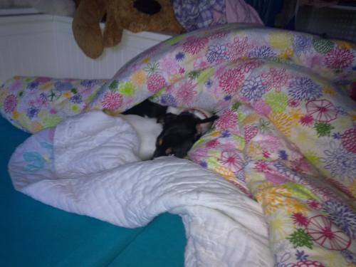 Mijn hond verstopt in de dekens