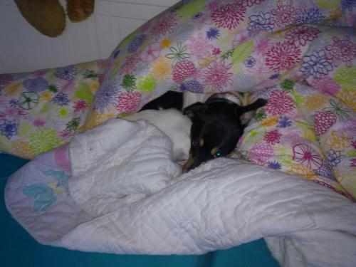Mijn hond verstopt in de dekens 2