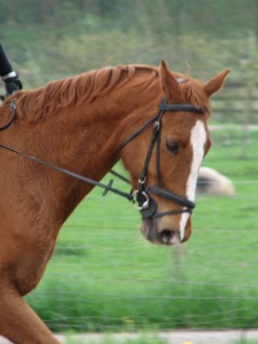 mijn lievelings paard:)