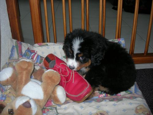 Dit is mijn hondje. Ze is gewoon te schattig en het is zo'n boefje, met mama's schoenen. Jammer dat ze nu al groot is.