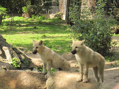 wolfjes <333 in dierentuin berlijn xd