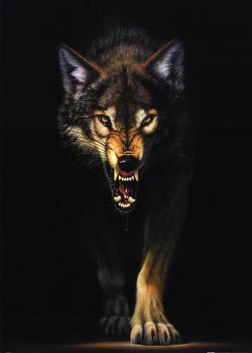 wolf (l)