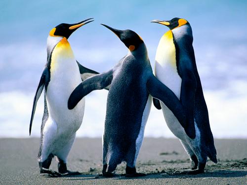 pinguinszzzzzzzzzzzzzzzzzzzzzzzzzzzzzzz!!!!!!!<333333333333