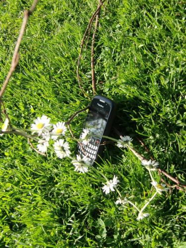 Blackberry in the nature~