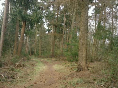 Forks isn't that far away! B'zwaag forest