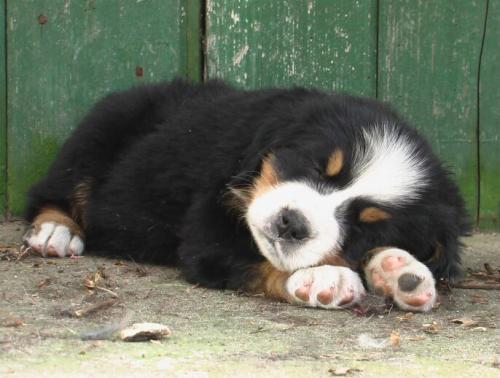 Berner Sennen Pup