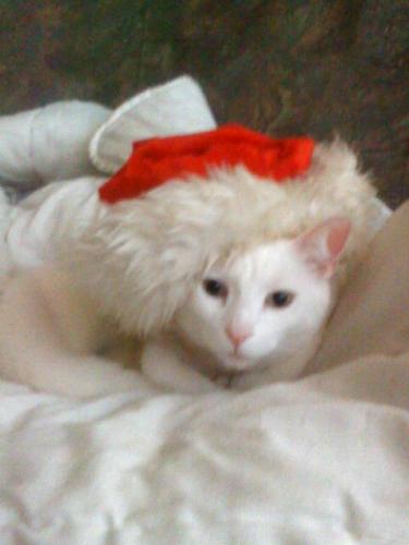 santa kitty miauuuuuuw