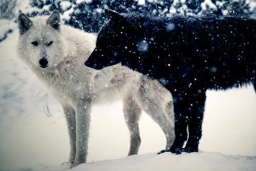 wolves <3