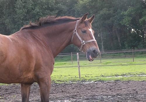 Yovandie, m'n knappe paardje <3