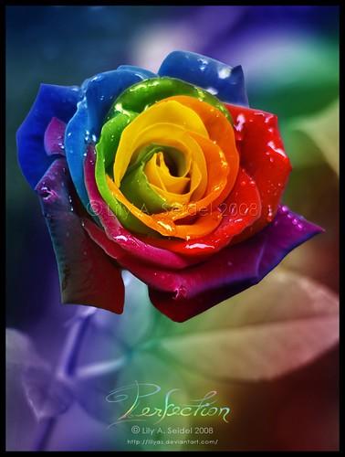 A Beautyfull Rainbow Rose