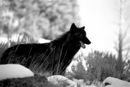 Zwarte wolf
