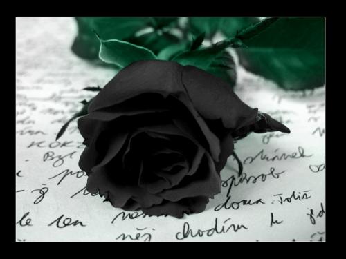 the black rose