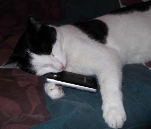 Mijn kat met mijn mobiel O_o