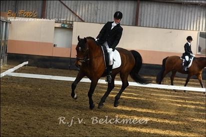 mooi paard