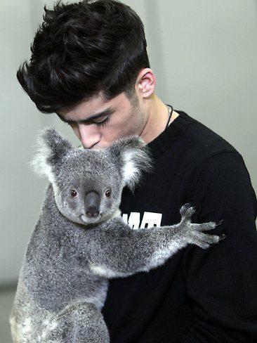 zayn+ koala= CUTE