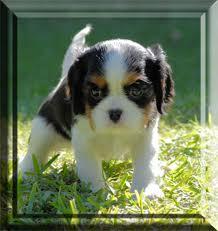 I want such a dog ♥ cavalier