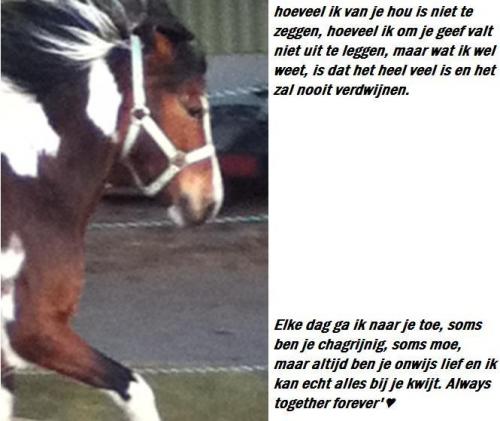 Jou heb ik altijd lief gehad lieve Bibbi <3