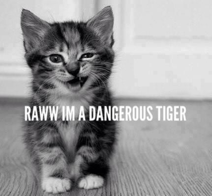 Little Tiger <3