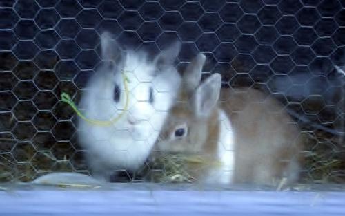 Mijn 2 lieve konijntjes! (l)