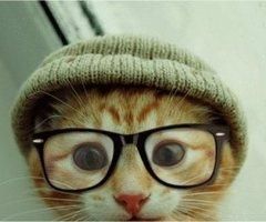 Nerd (cat)