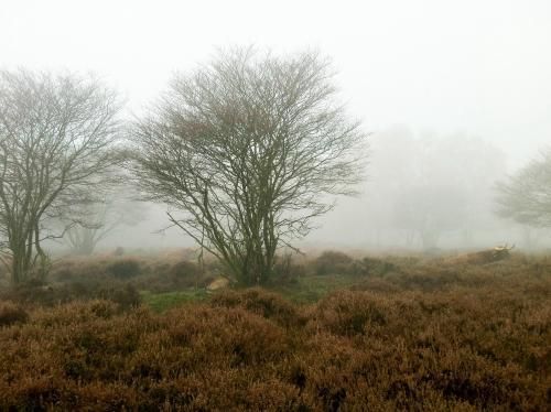 Koeien in de mist