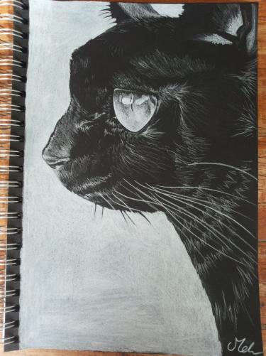 Black Cat