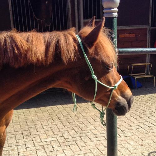 Lotje, mijn lease pony