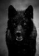 Wolfiewolf