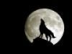 ilovewolfs