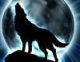 Darkwolf