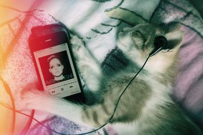 Cat Music