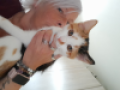 pasfoto
